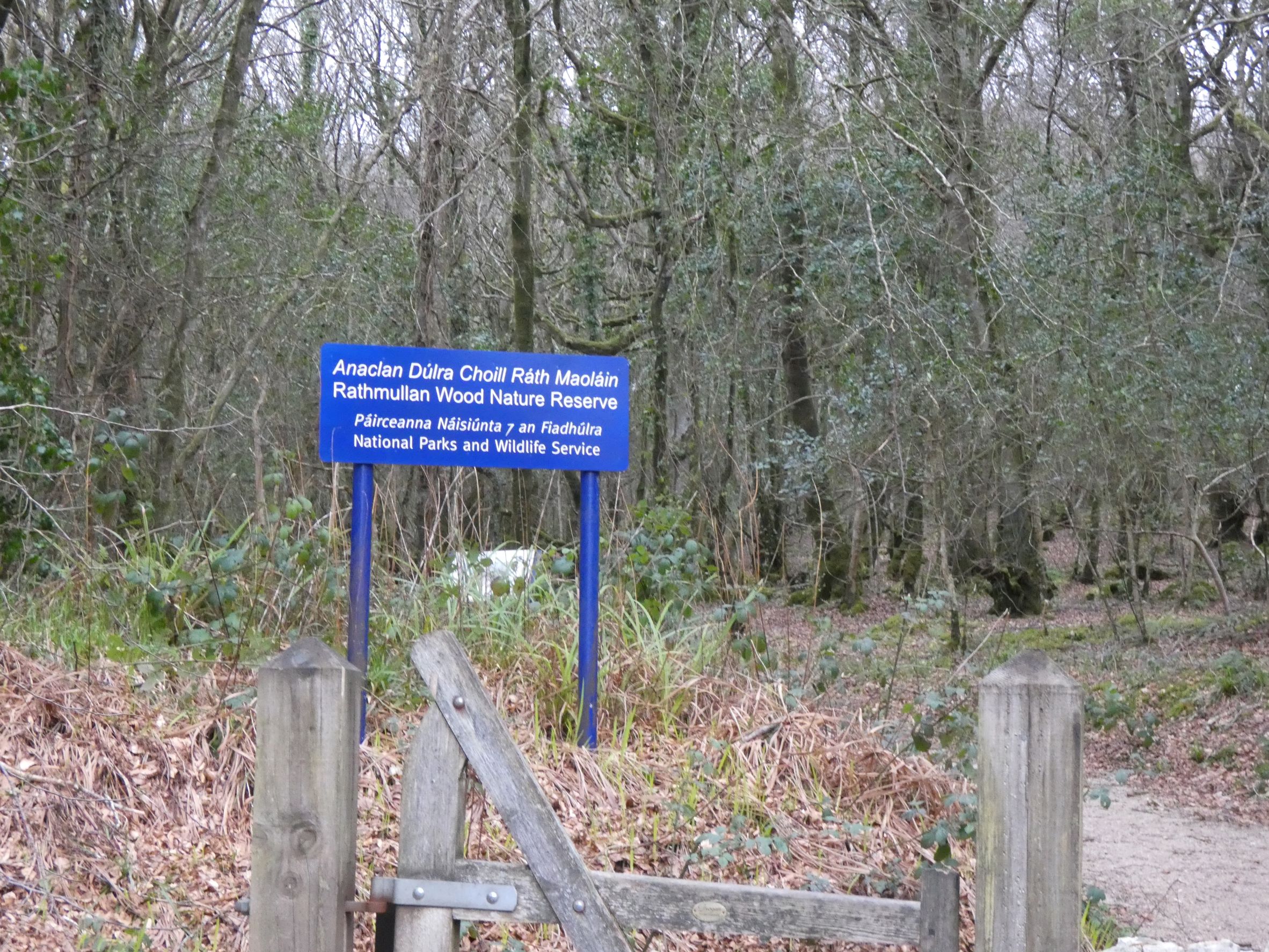 wood nature reserve 1