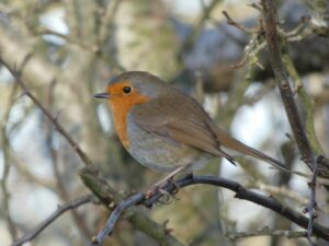 The Inch Wildfowl Reserve Robin