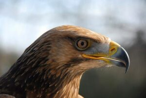 Eagles Flying - Irish Raptor Research Centre